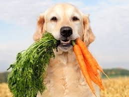 cachorro com cenoura na boca - images