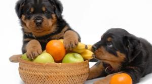 cachorro com frutas