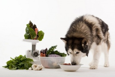 cachorro comendo verduras e legumes