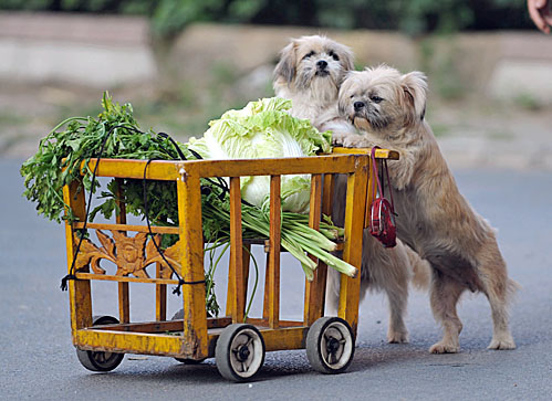 cachorros fazendo compras