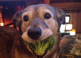 comendo brócolis