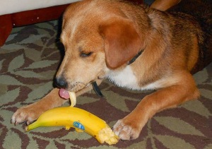 cachorro comendo banana-2