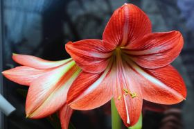 Red amaryllis flower. Hippeastrum hortorum. Amaryllis are known as belladonna lily, Jersey lily, naked lady, Amarillo or, in South Africa, March lily.