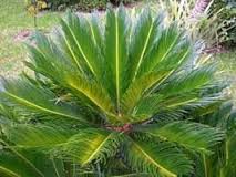 planta sogo palma