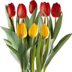 planta tulipa