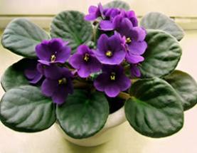 planta violeta